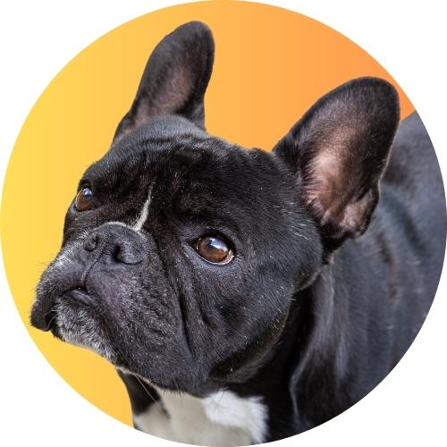 Black French bulldog standing in front of yellow and orange gradient background looking upwards.