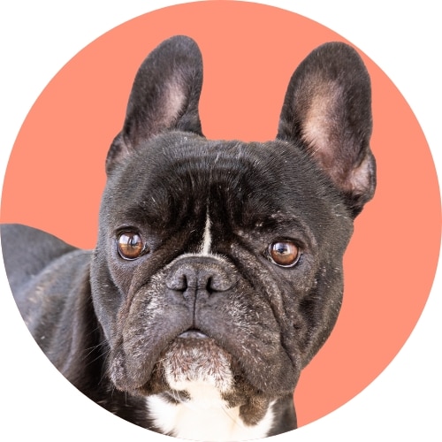 Black French bulldog standing in front of pink background with ears perked.