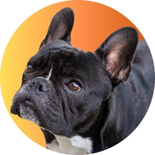 Black French bulldog standing in front of gradient orange and yellow background.