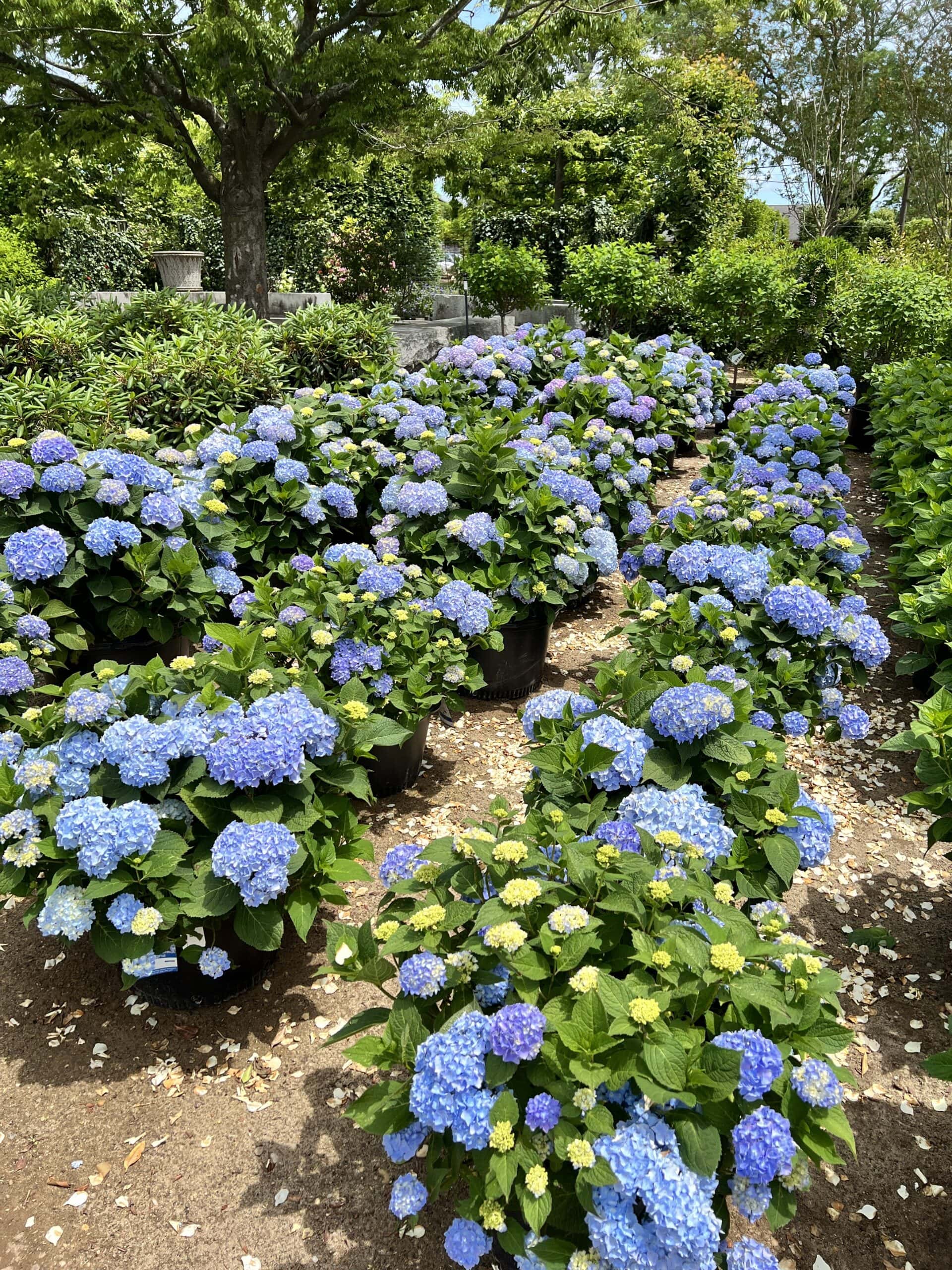 Lots of bright blue flowered hydrangea plants sitting at plant center before being planted in the ground.