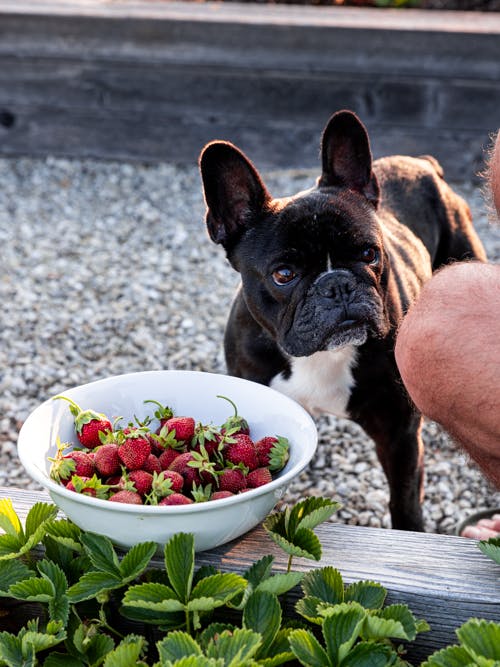 Black French bulldog standing by white bowl filled with strawberries staring at human picking them from the strawberry bed.