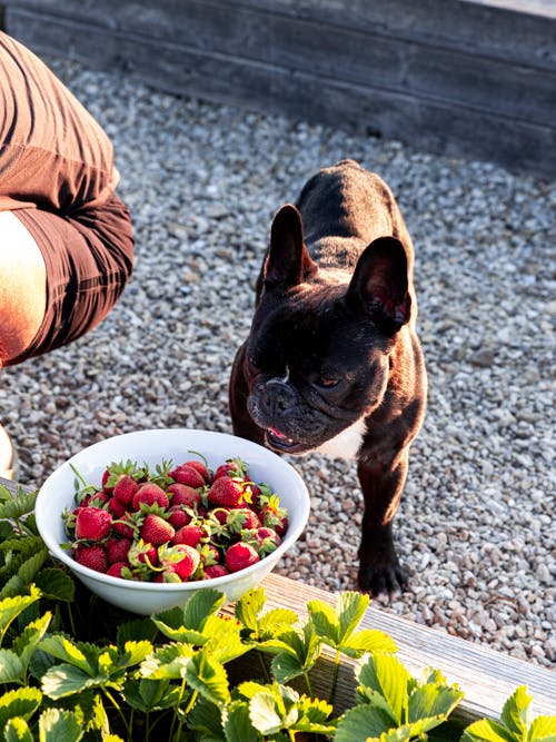 Black French bulldog standing on gravel staring at white bowl filled with freshly picked strawberries.