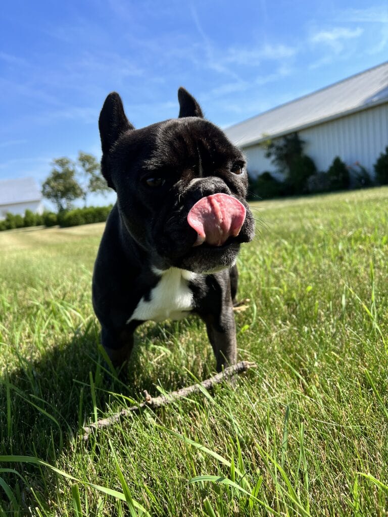 Black French bulldog standing in yard in front of a stick licking his lips.