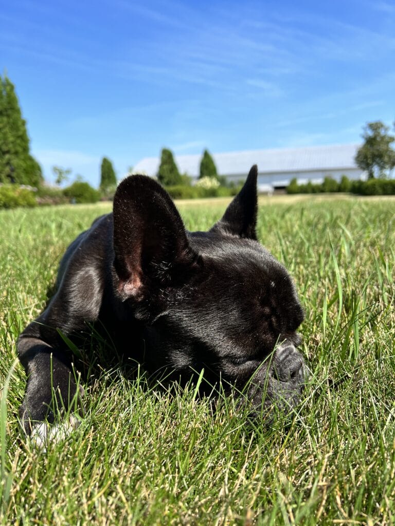 Black French bulldog laying down in yard resting his head on the grass.