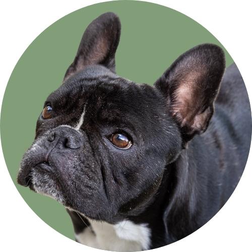 Black French bulldog standing in front of light green background.