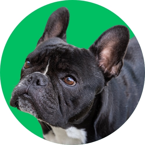 Black French bulldog standing in front of bright green background.