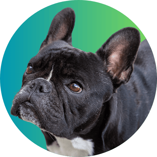 Black French bulldog standing in front of a green and blue gradient background.