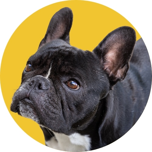 Black French bulldog standing in front of yellow background.