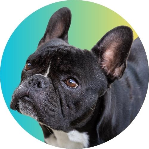 Black French bulldog named Kip standing in front of gradient blue to yellow background.