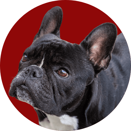 Black French bulldog standing in front of red background.