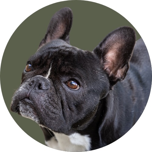 Black French bulldog standing in front of dark green background.