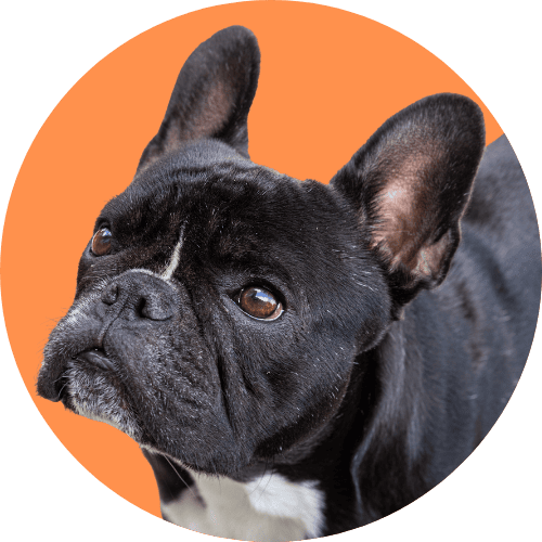 Black French bulldog standing in front of bright orange background.