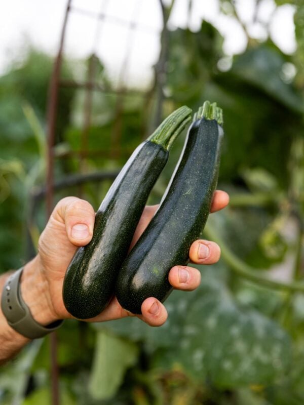 Hand holding onto two zucchini sandwiched up against each other with green background.