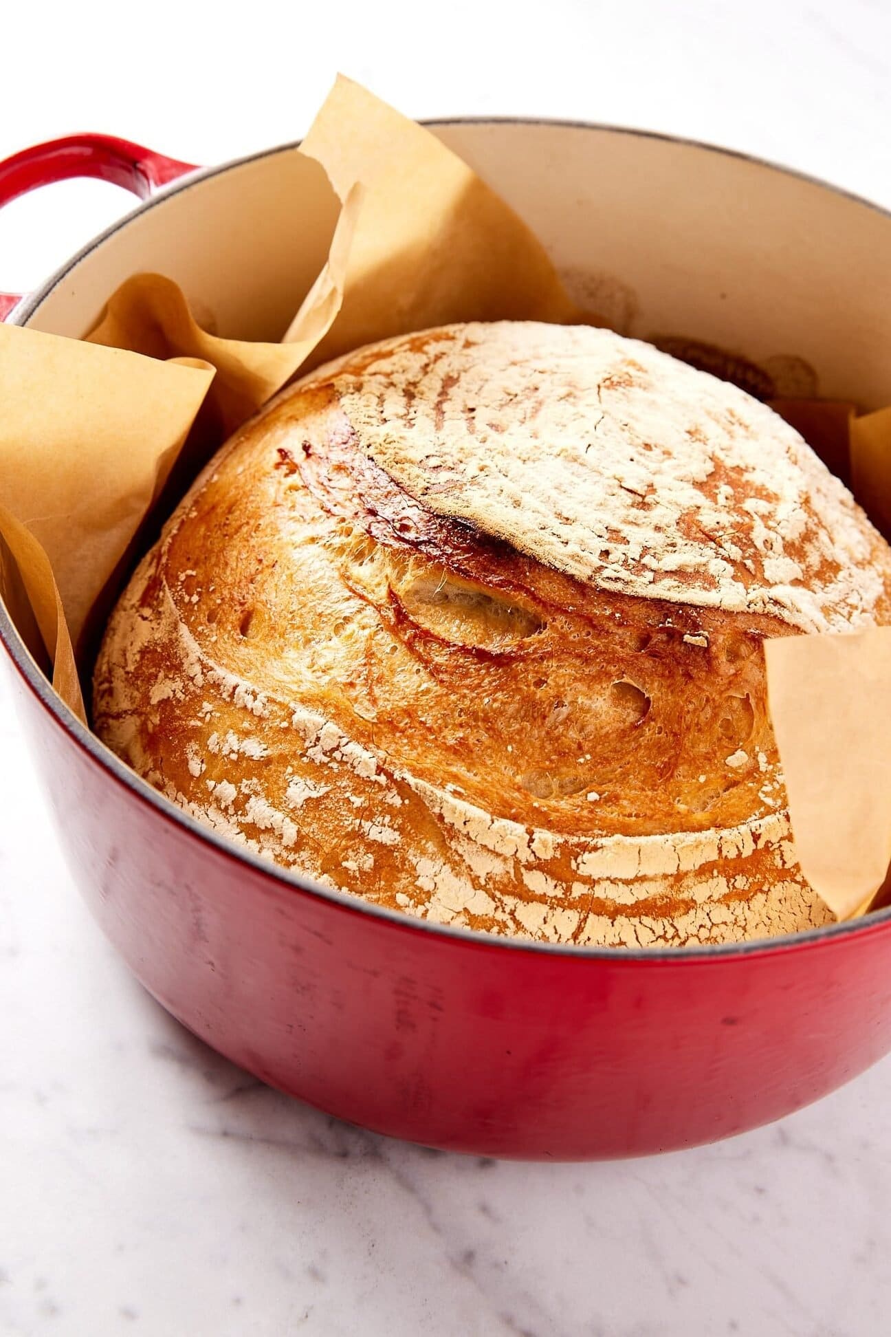 Red Dutch oven with piece of parchment with sourdough bread inside after baking in the oven with golden crust.