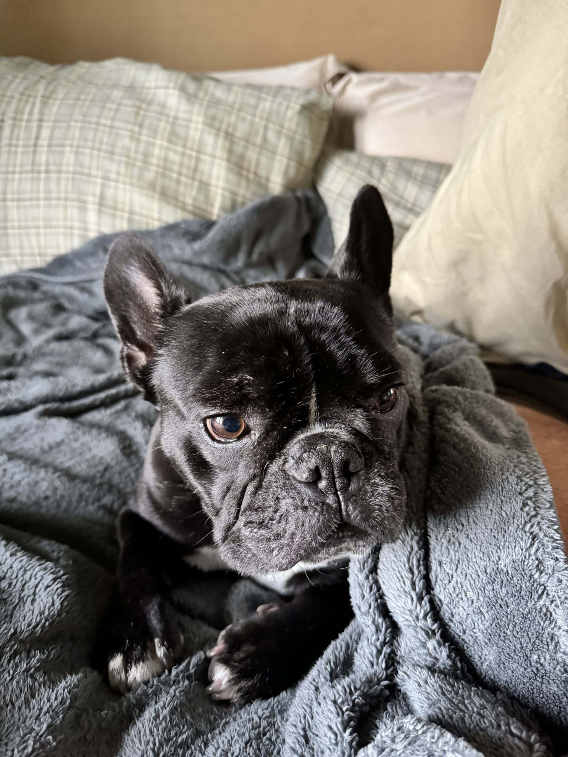 Black French bulldog named Kip laying on a blanket on a bed with pillows behind.