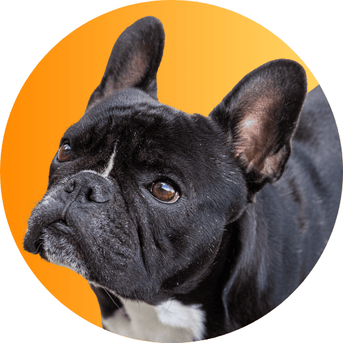 Black French bulldog standing in front of orange ombre background.