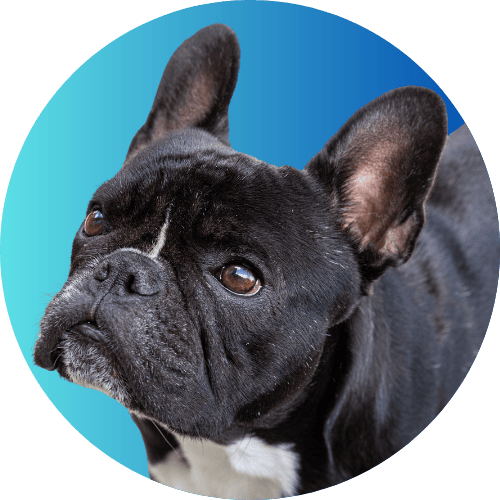 Black French bulldog named Kip standing in front of blue background.