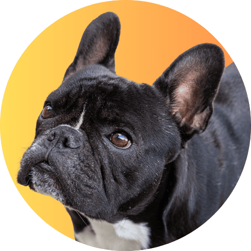 Black French bulldog named Kip standing in front of orange background.