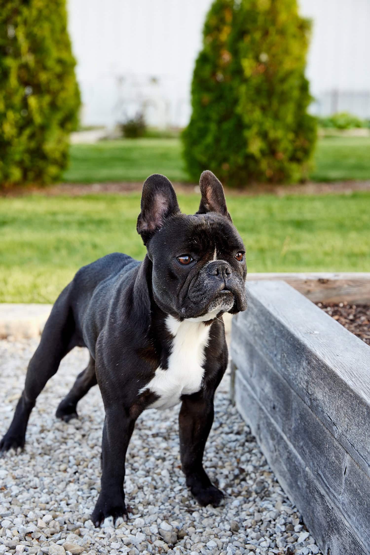 Black French bulldog named Kip standing in garden.