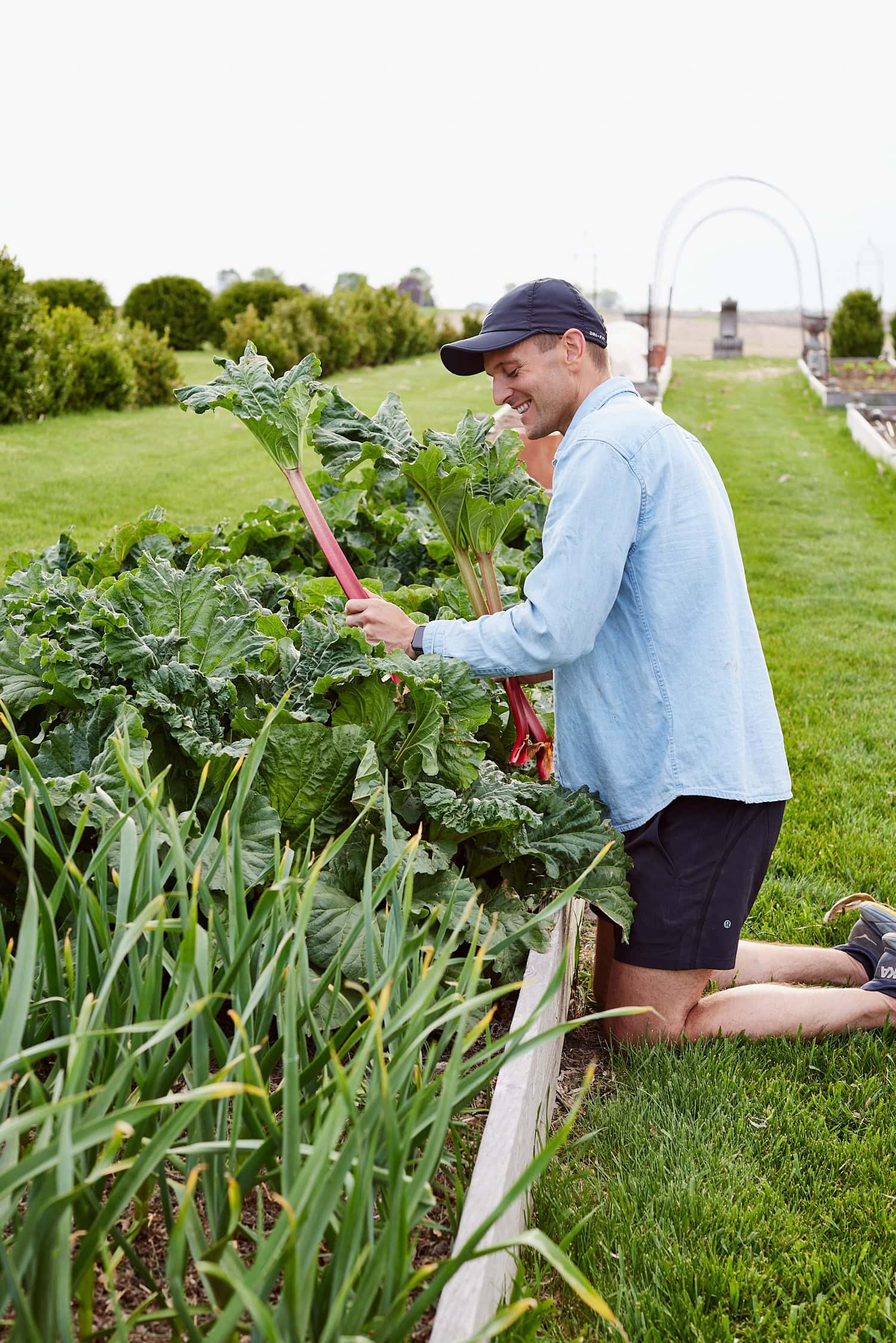 Kaleb Wyse picking rhubarb in a raised garden bed.
