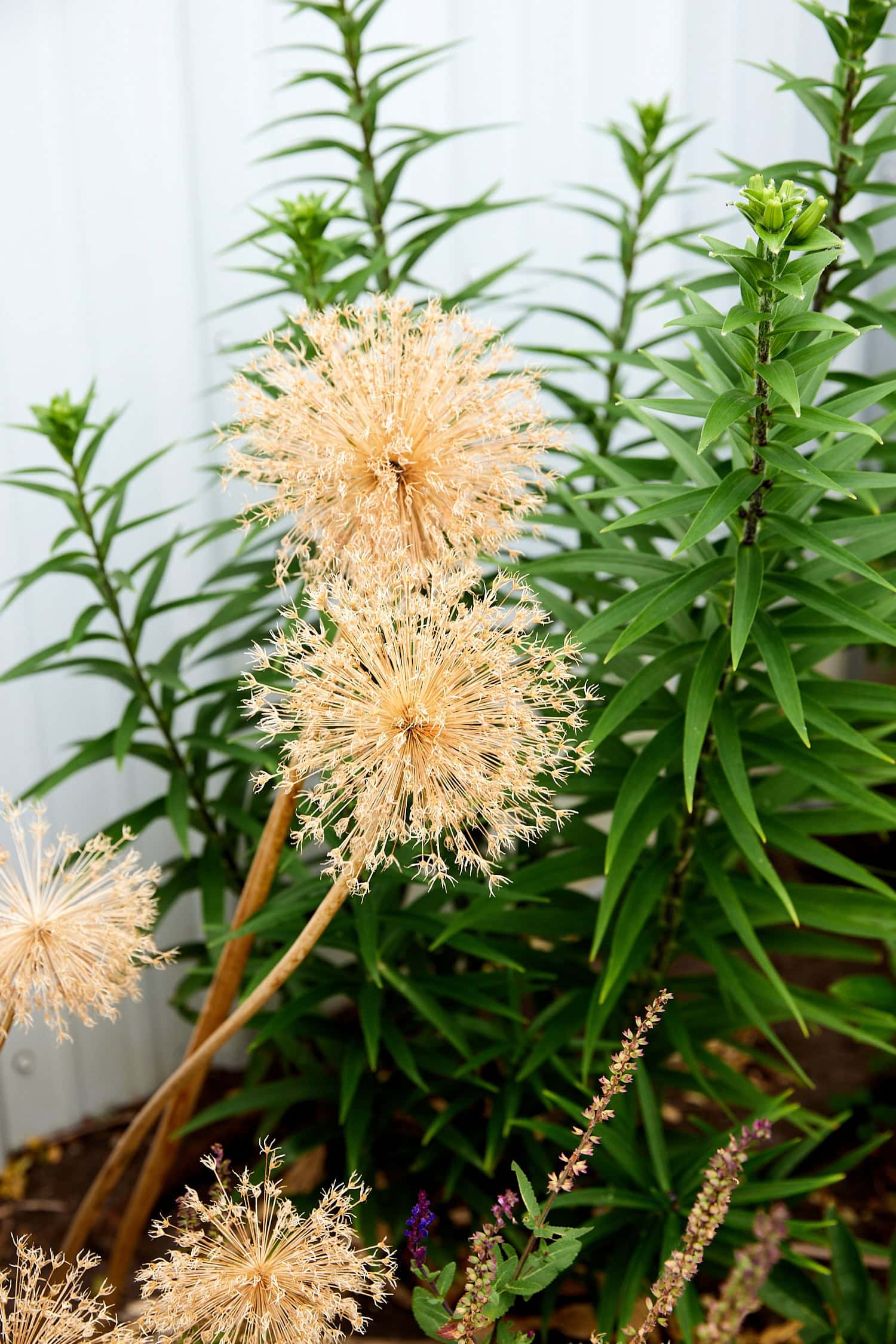 Dried allium seed heads in a flowerbed.