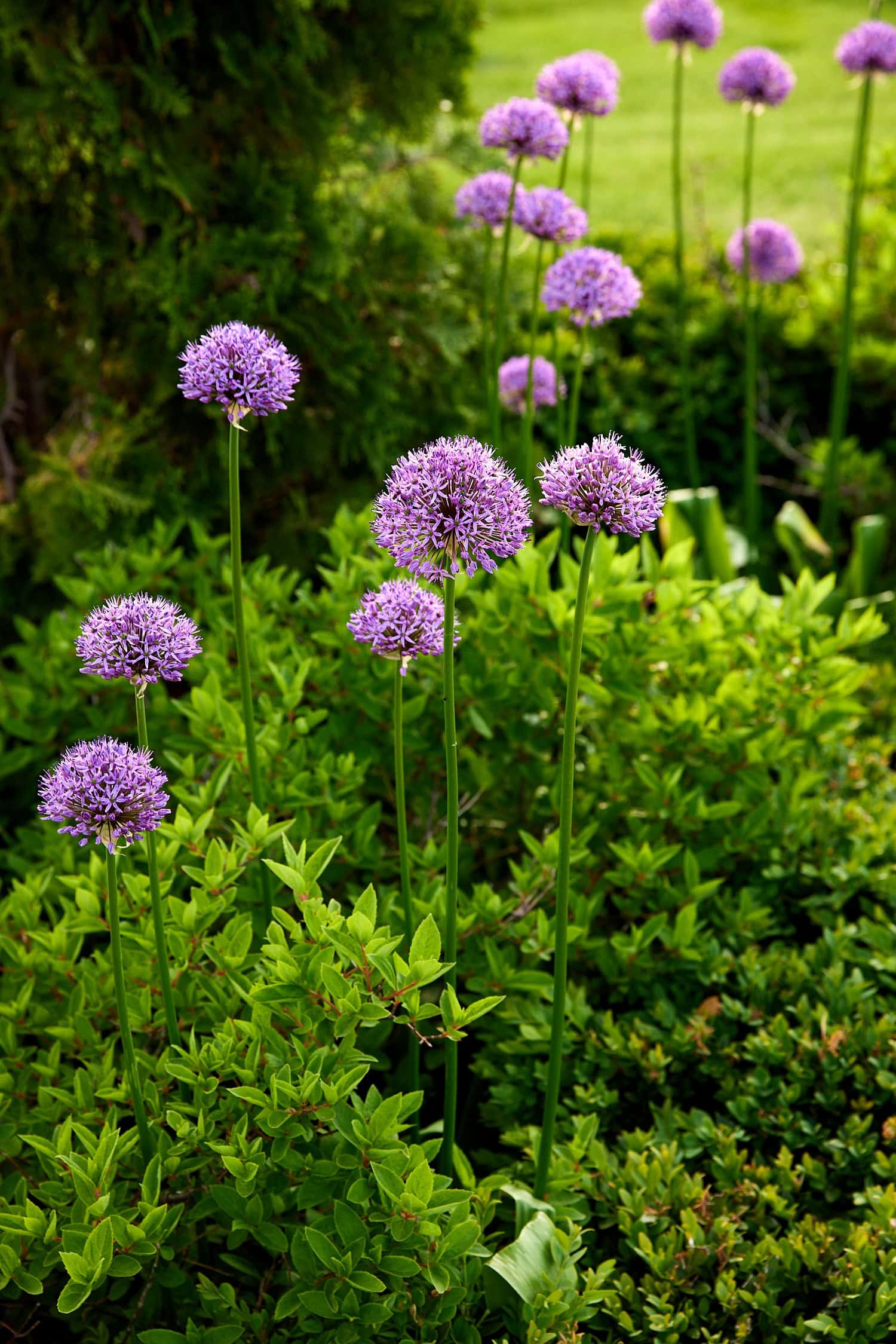 Gladiator allium flowers with purple color in flowerbed.