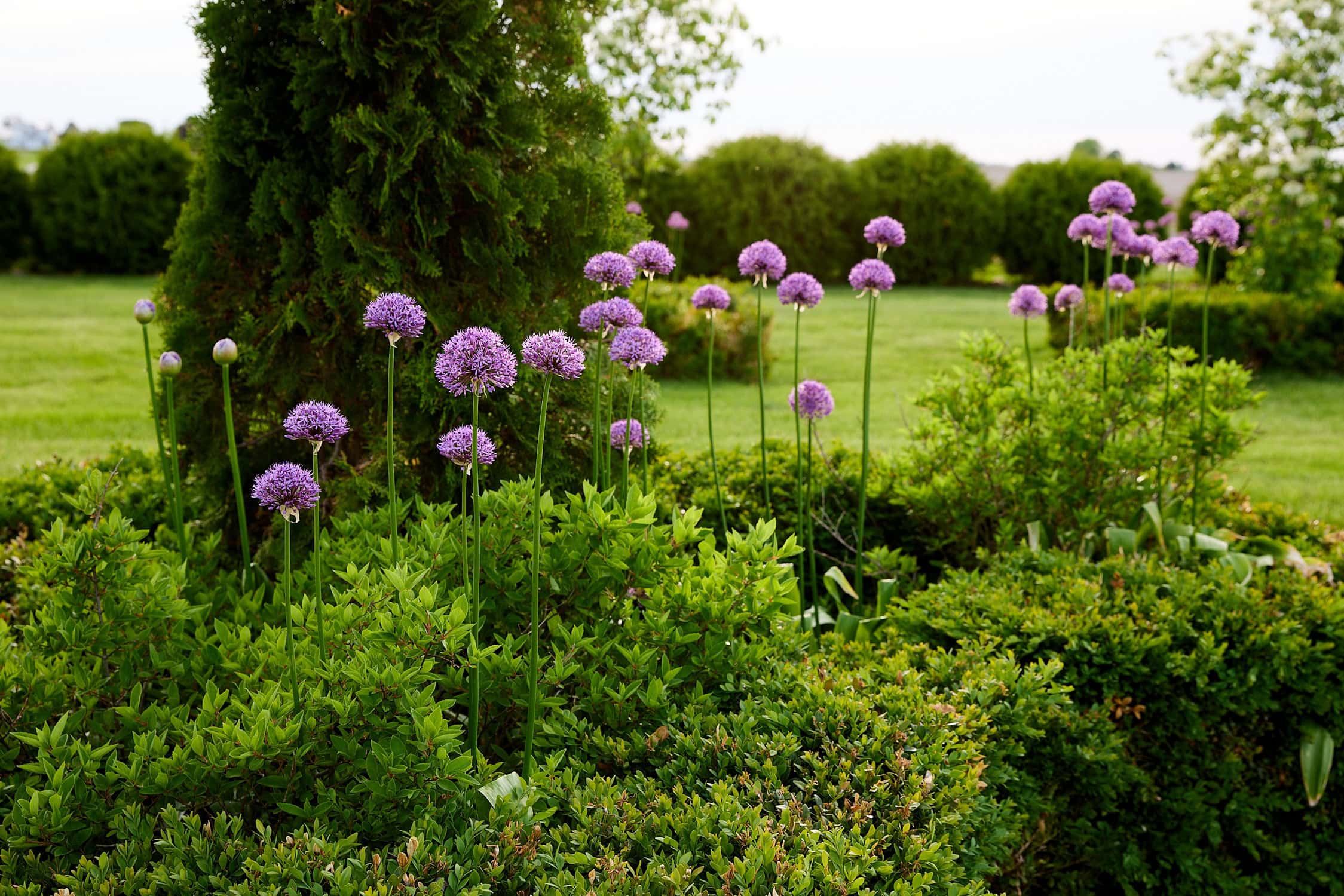 Bunches of allium flowers popping up in flowerbed.