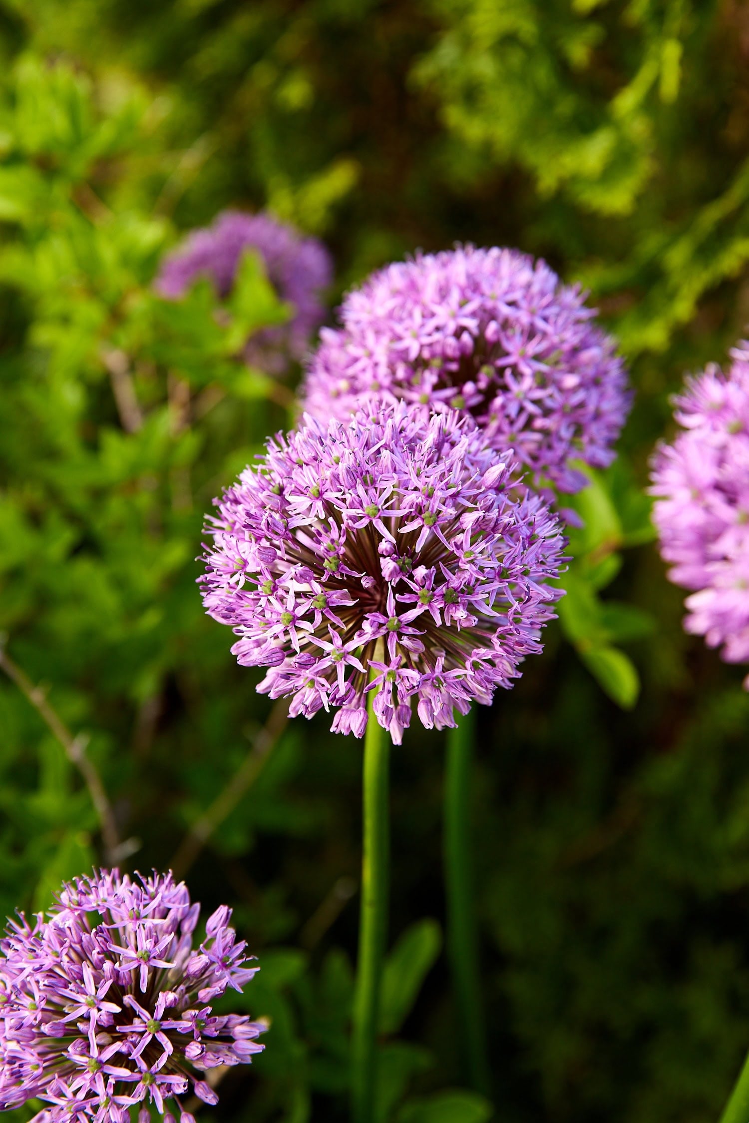 Bright purple allium in a flowerbed.