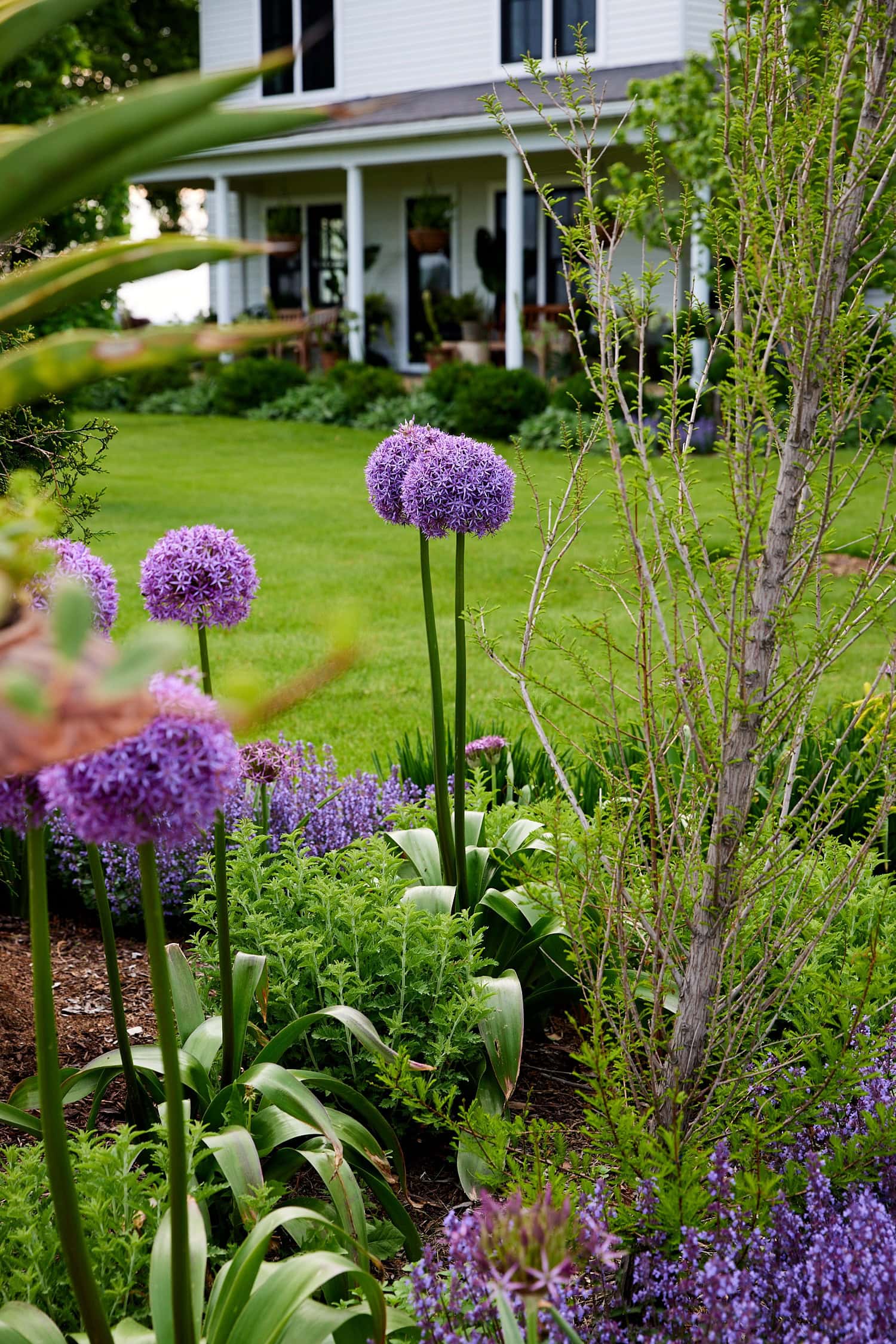 Large purple Globemaster allium in flowerbed.