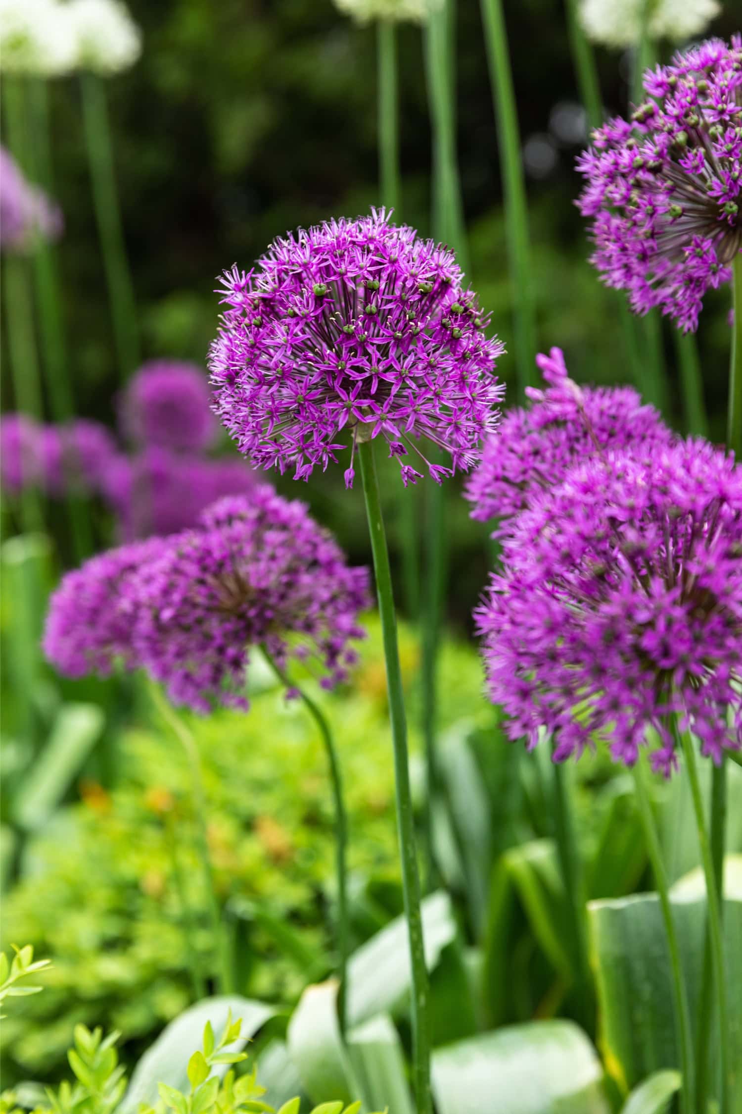 Bright Purple Sensation allium flowers in flowerbed.