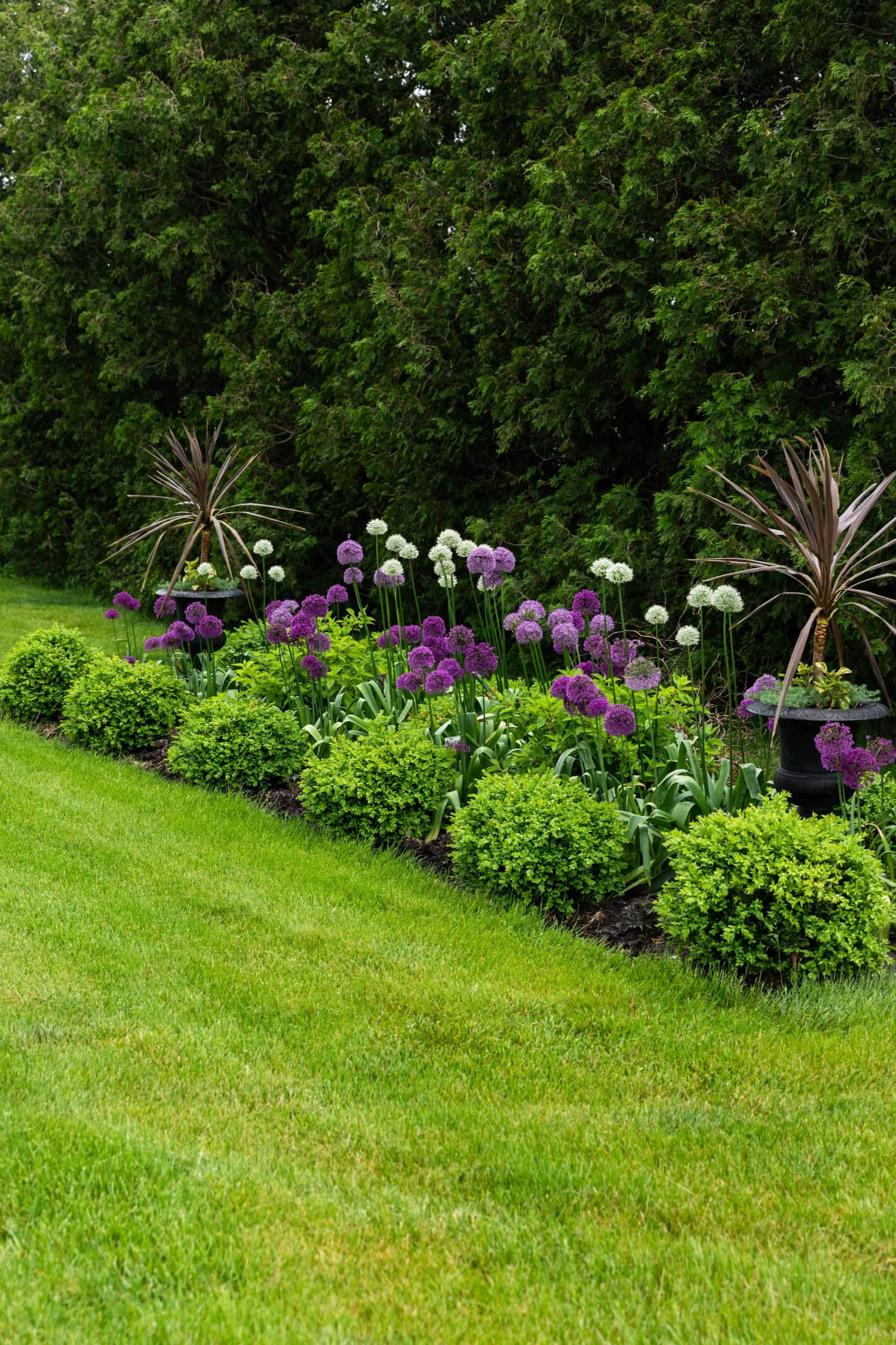 Flowerbed filled with two types of alliums and boxwood.