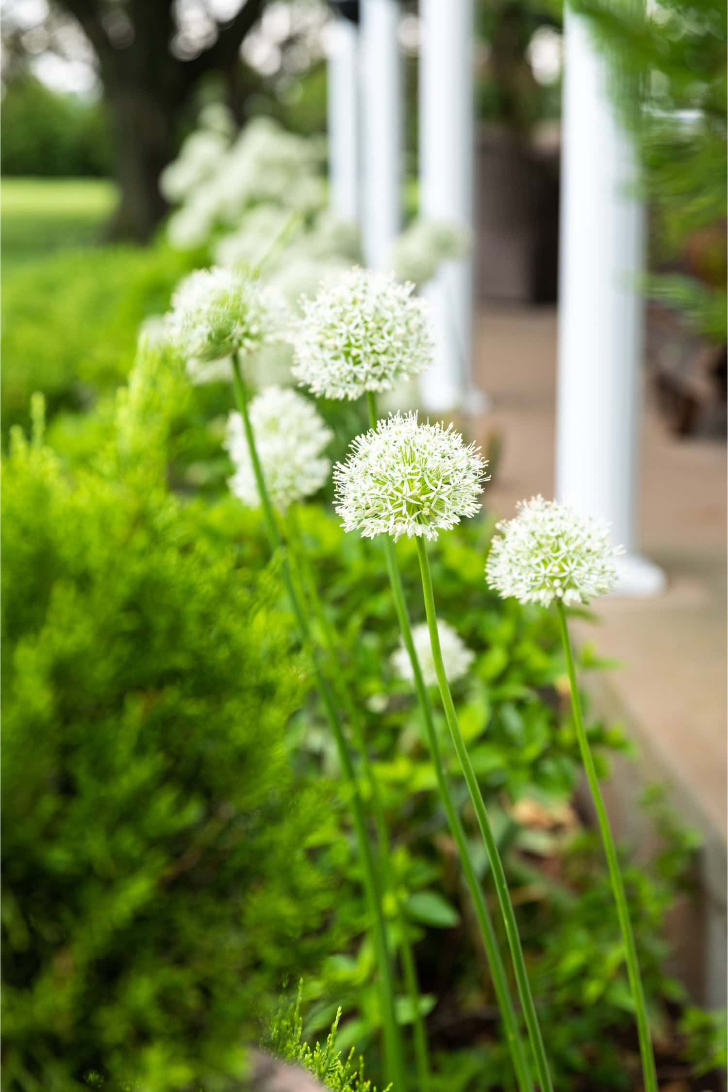 Mount Everest allium flowers in flowerbed.