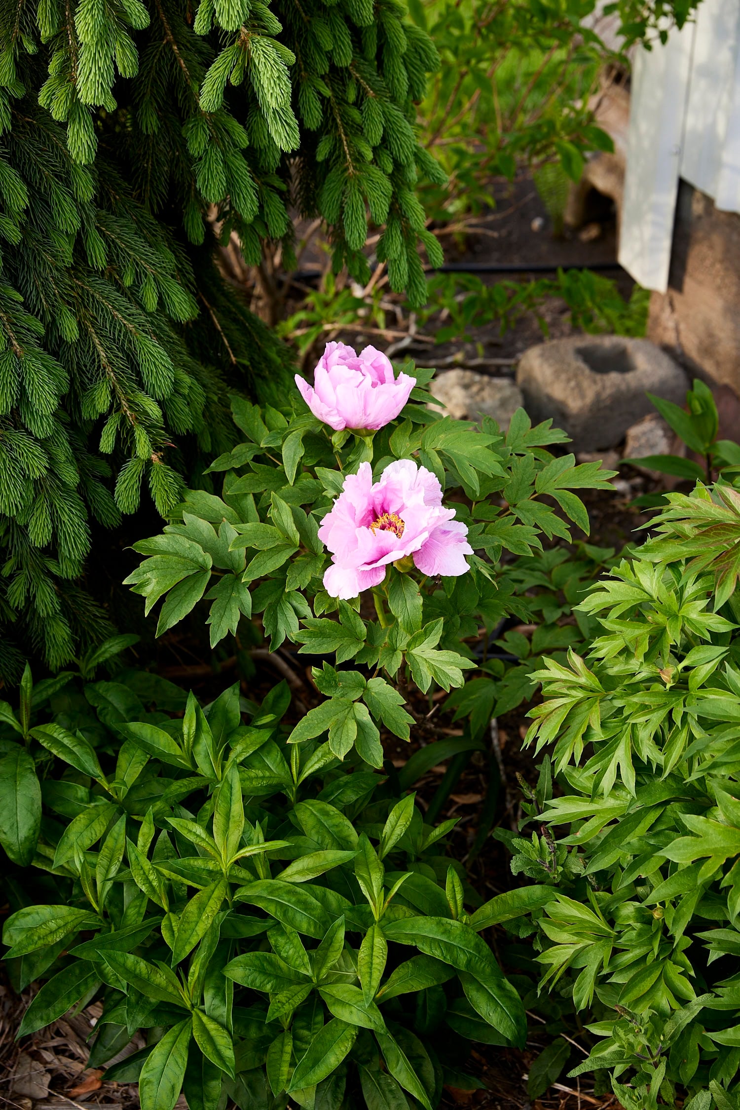 Pink tree peony in flowerbed.