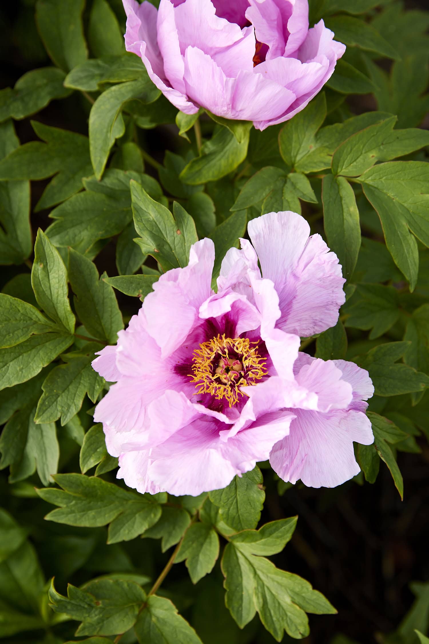Pink tree peony with bright yellow center still attached to bush.