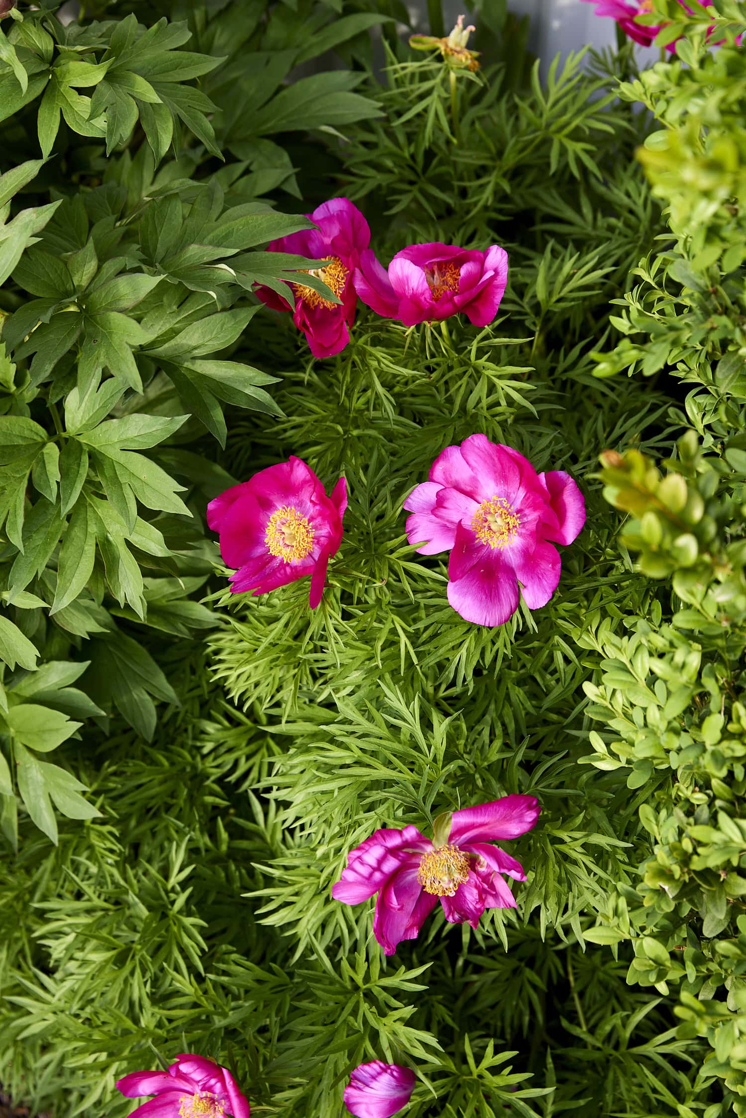 Bright pink fernleaf peony growing in flowerbed.