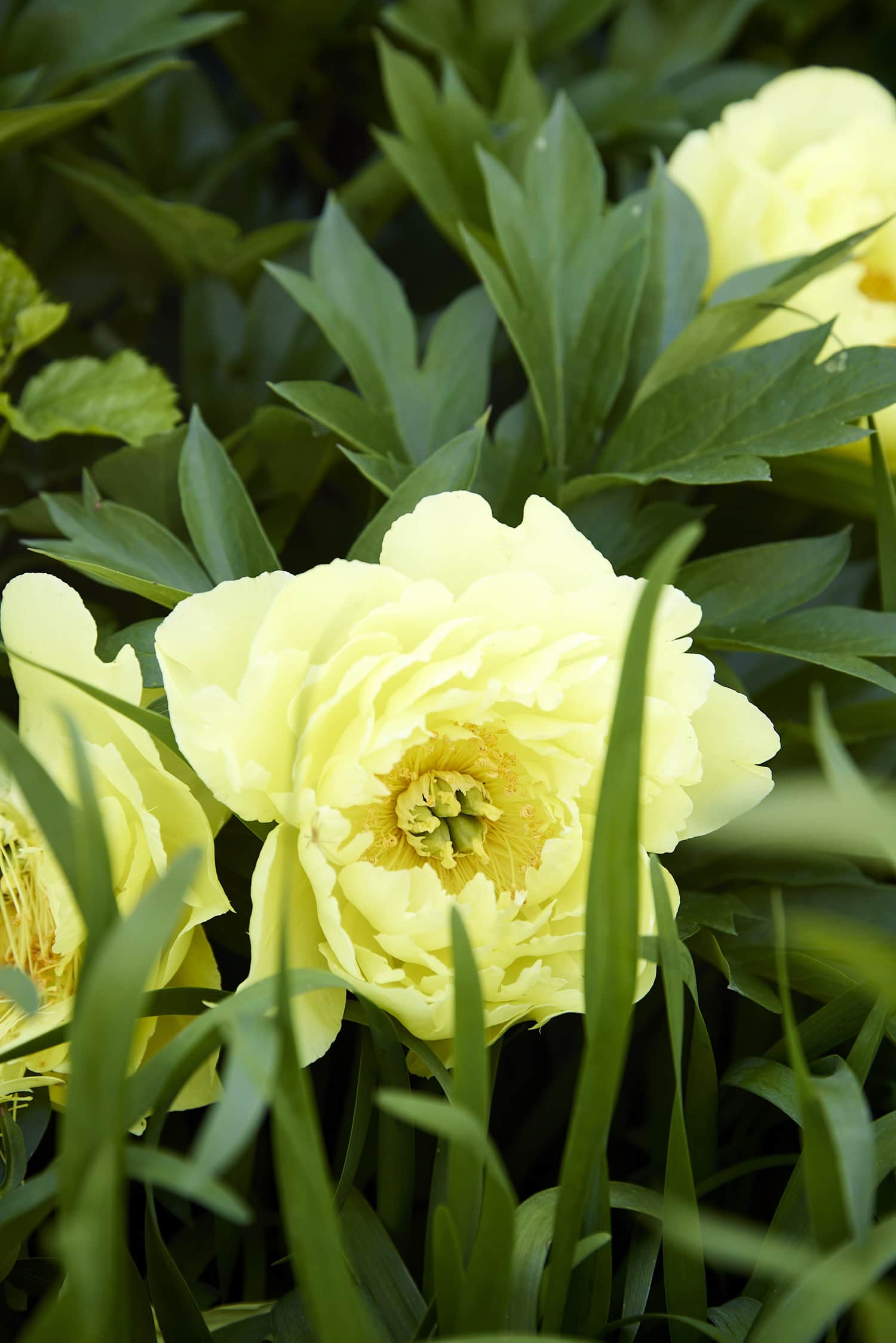 Yellow peonies growing in a bush in flowerbed.