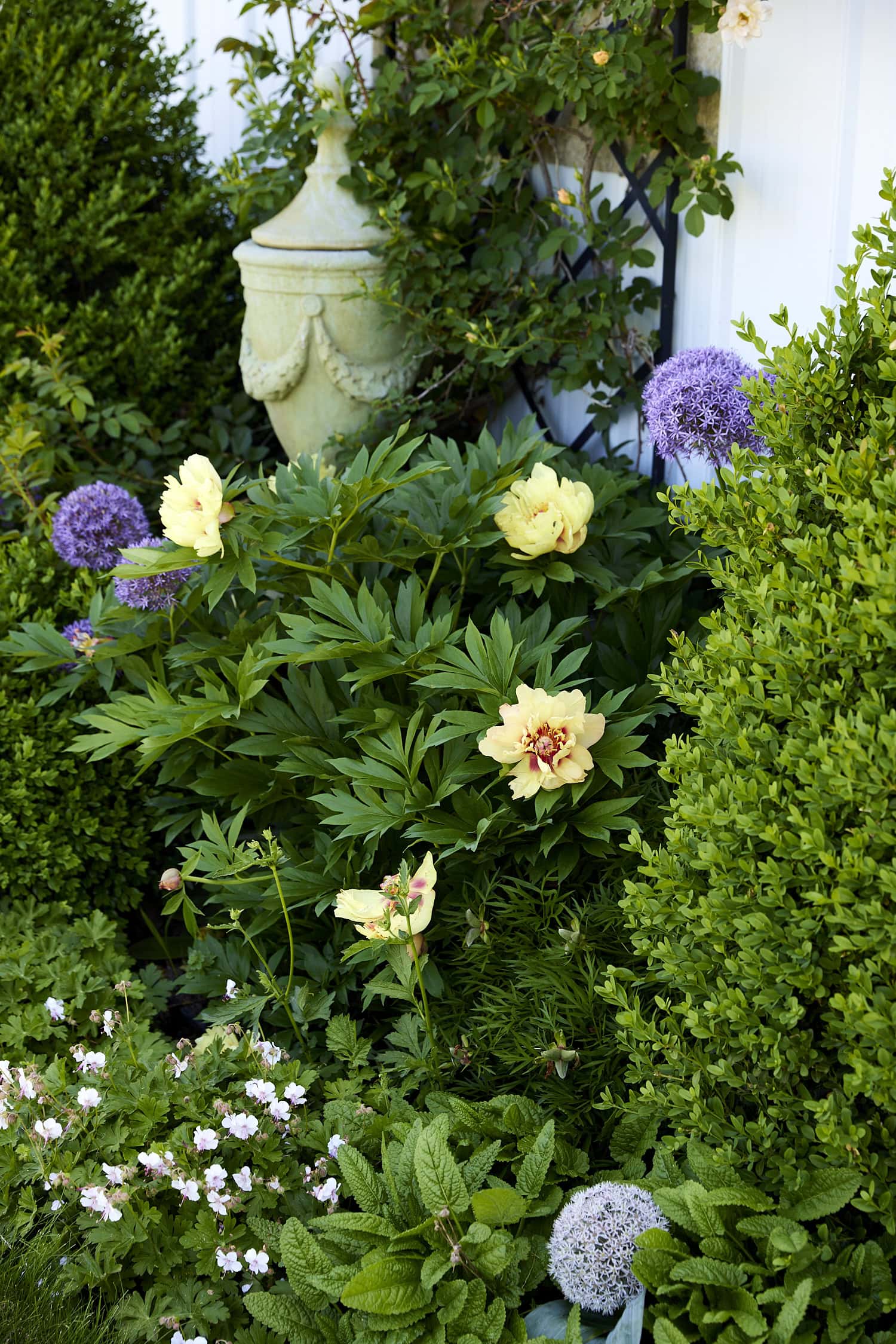 Yellow Itoh peony in flowerbed.