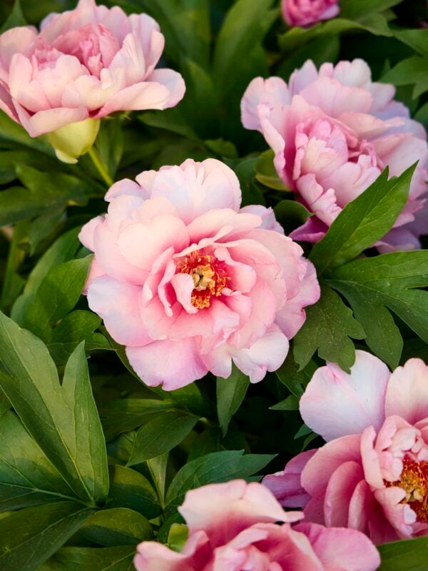 Bright pink peonies growing in a flowerbed.
