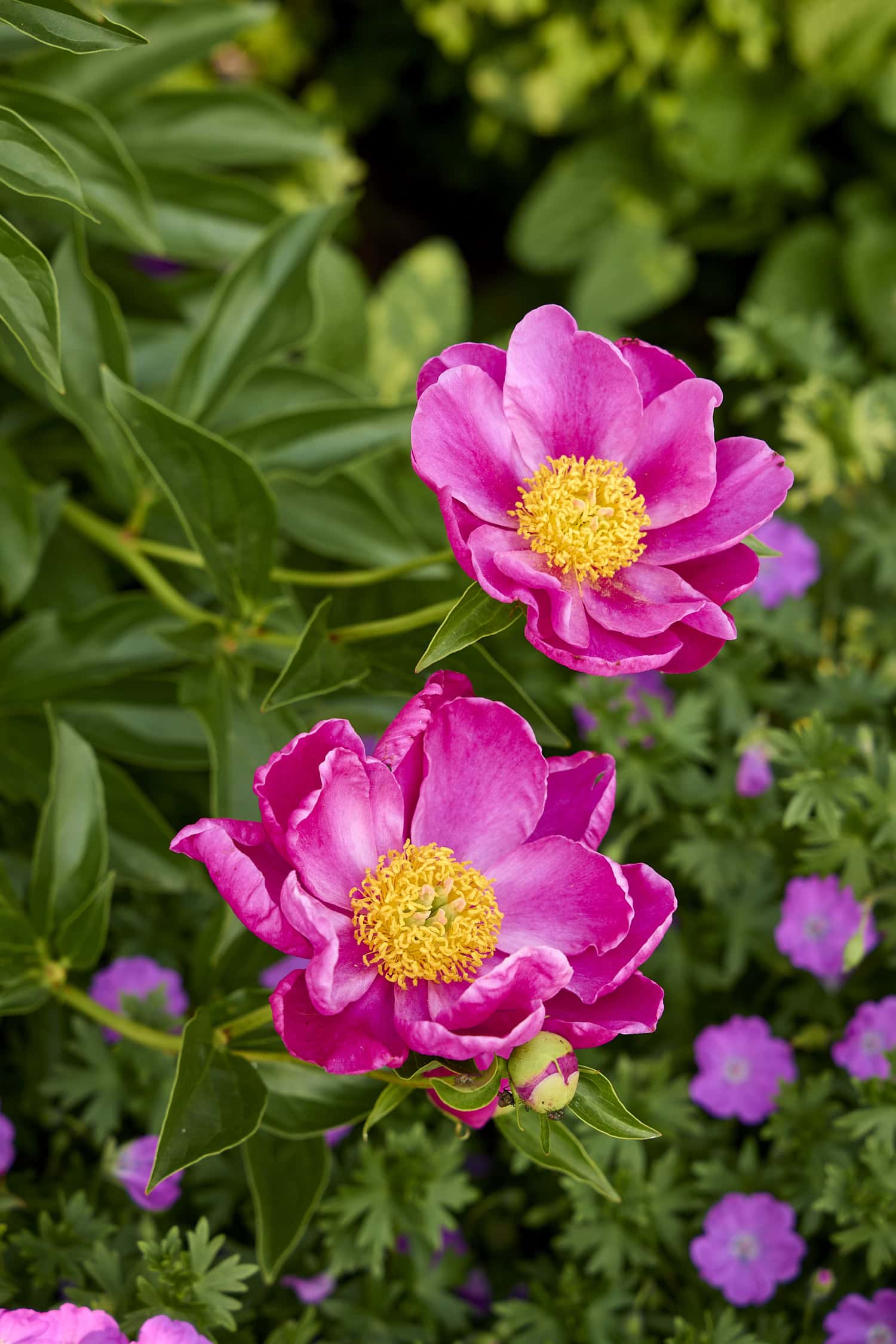 Fuchsia colored peonies still attached to a bush in flowerbed.
