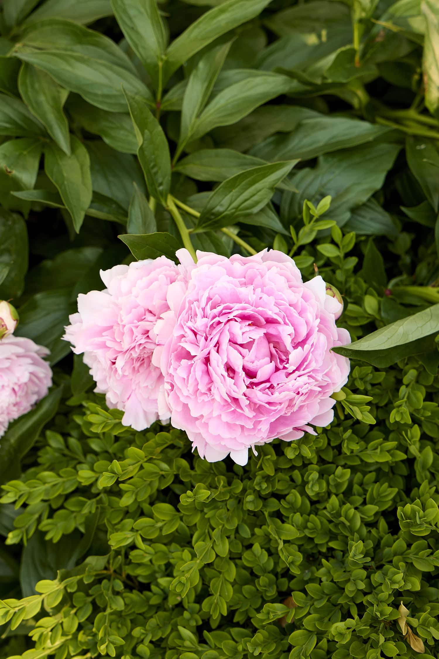 Light pink peony growing in a flowerbed.