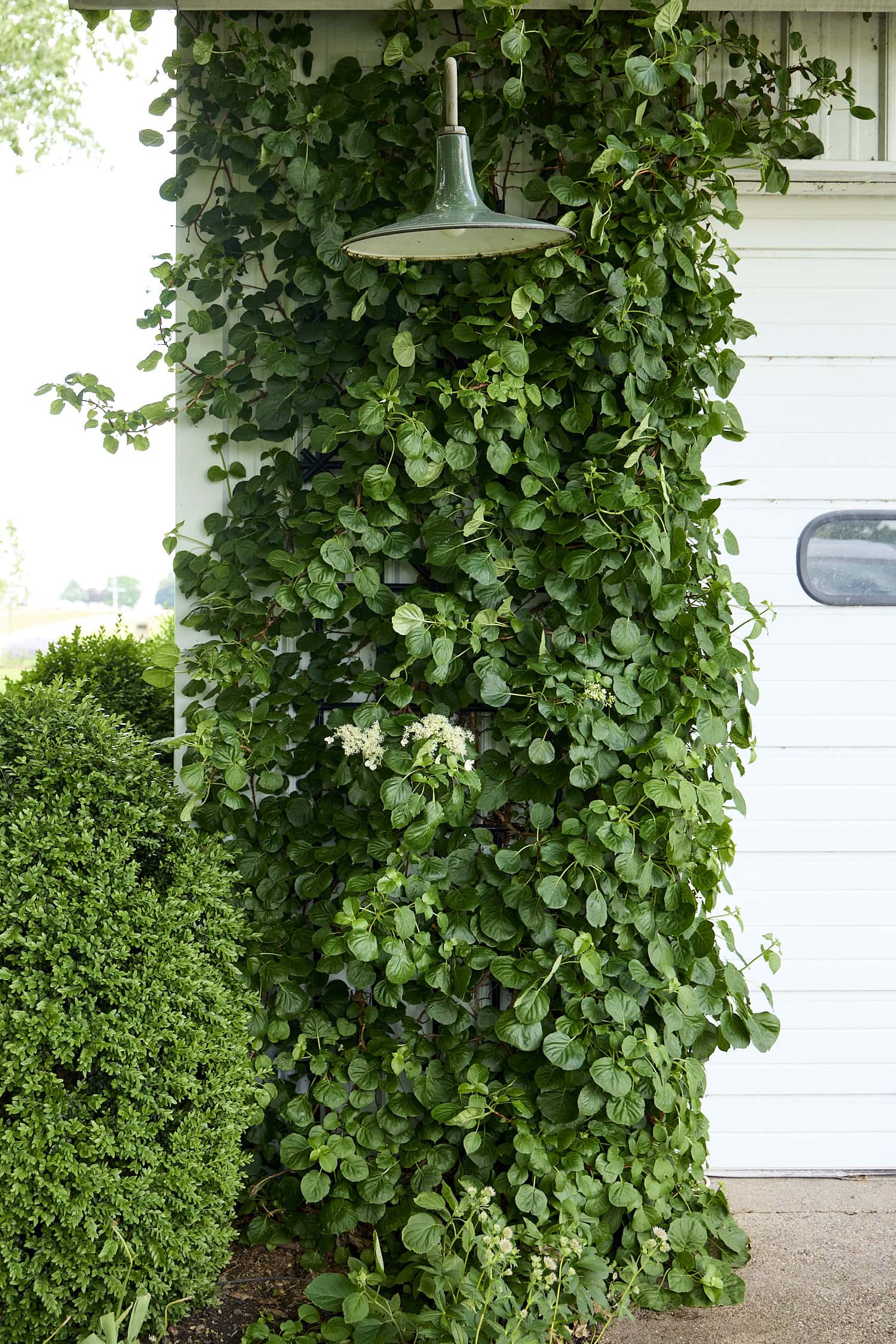 Climbing hydrangea with a few blooms.