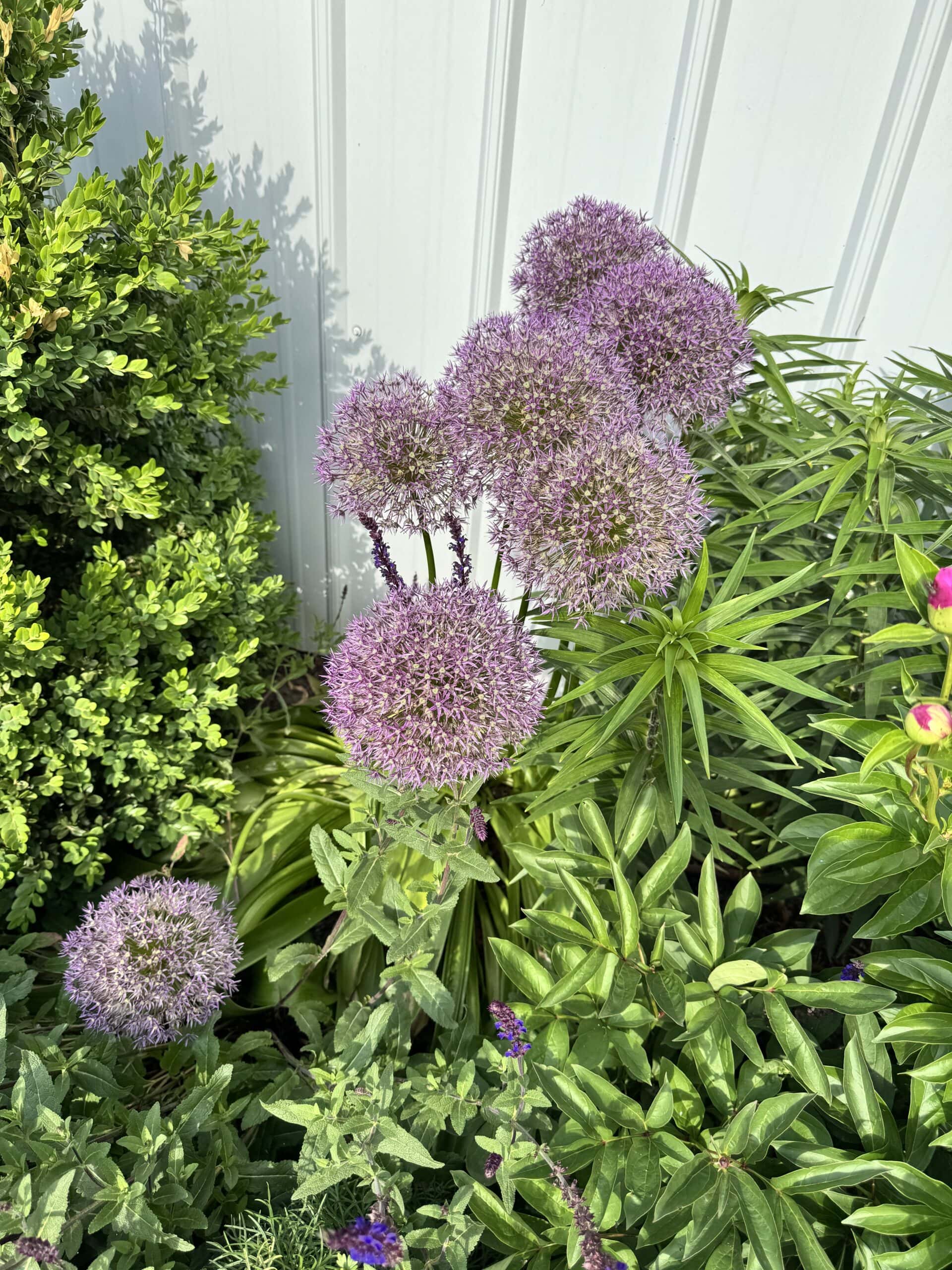 Purple allium flowers in a flowerbed.
