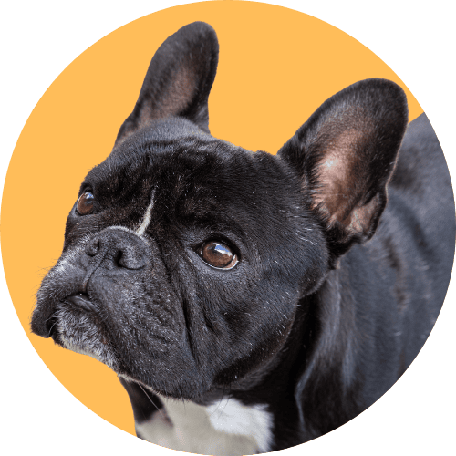 Black French bulldog named Kip standing in front of an orange background.