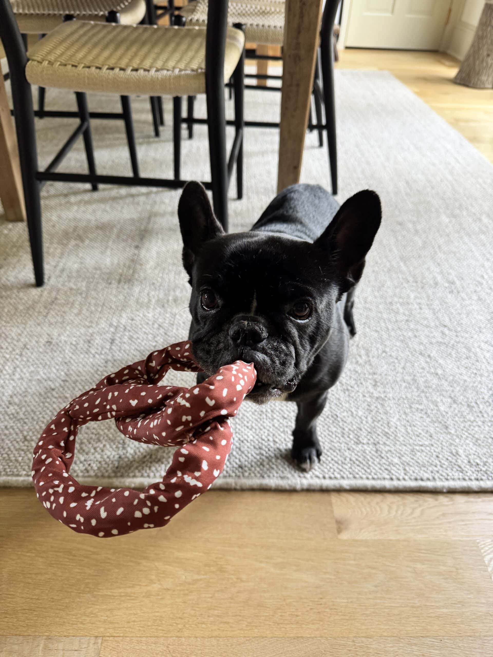 Black French bulldog named Kip with a pretzel toy in his mouth.