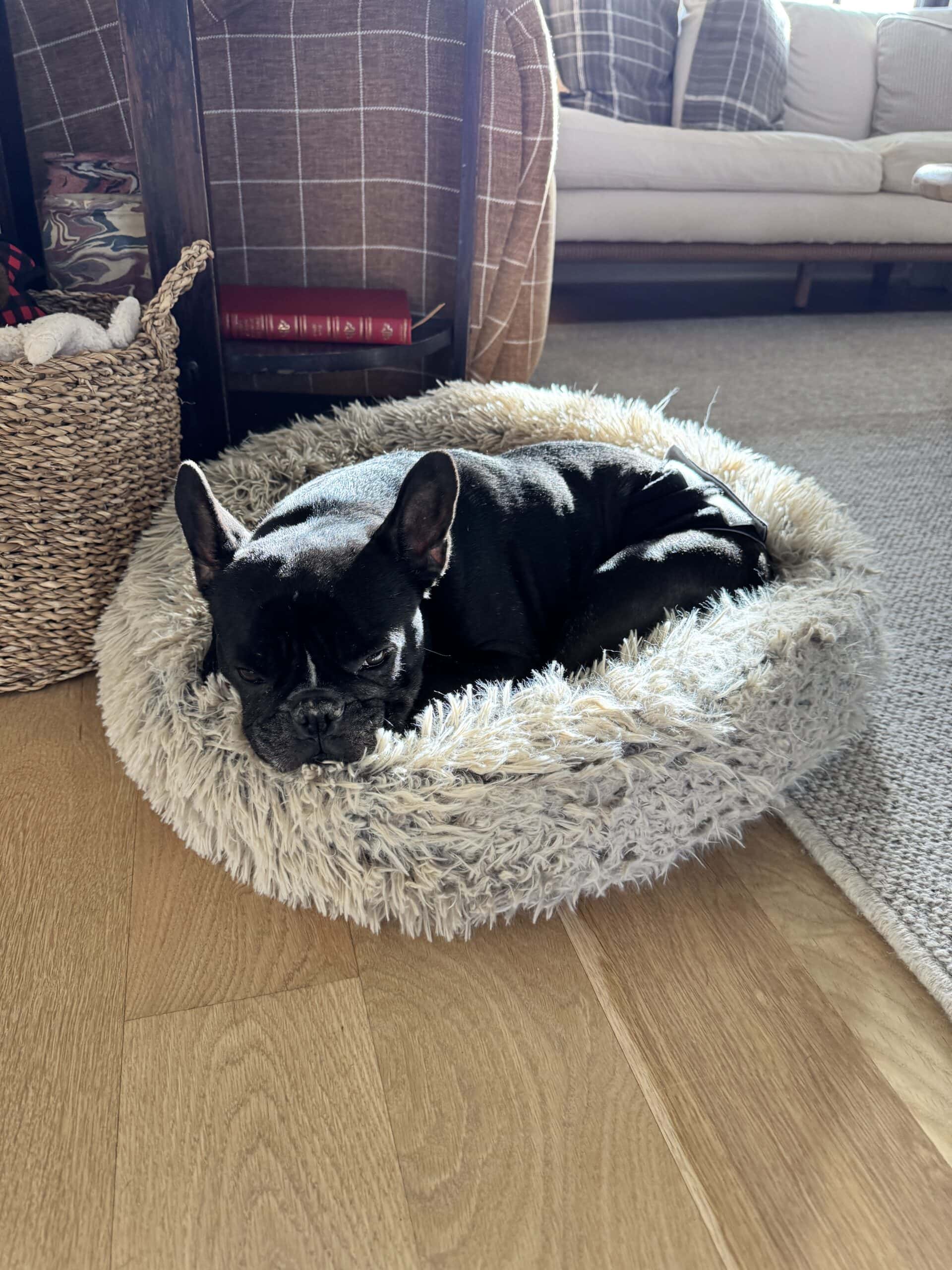 Black French bulldog named Kip laying in his fluffy bed in the sun.