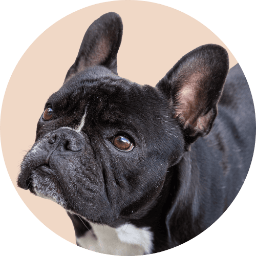 Black French bulldog named Kip looking up with light tan background.