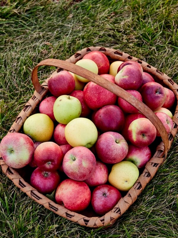 Basket filled with baking apples sitting on grass.
