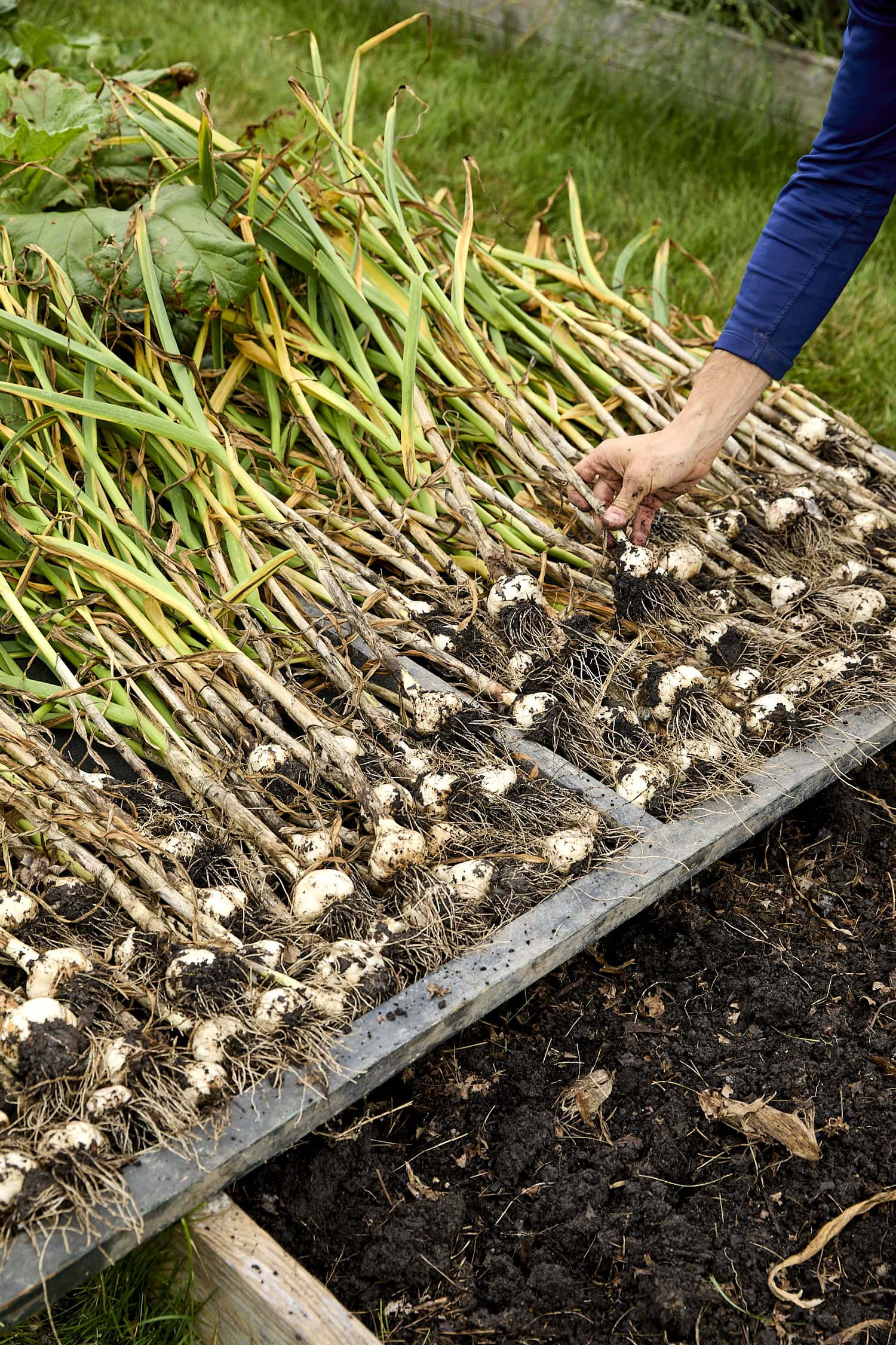 Curing garlic on screens after being harvested.