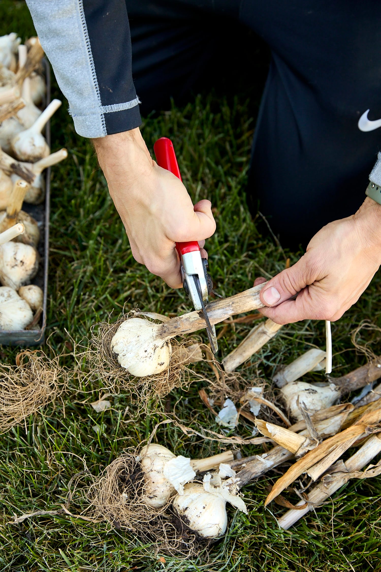 Cutting off stem of cured garlic.