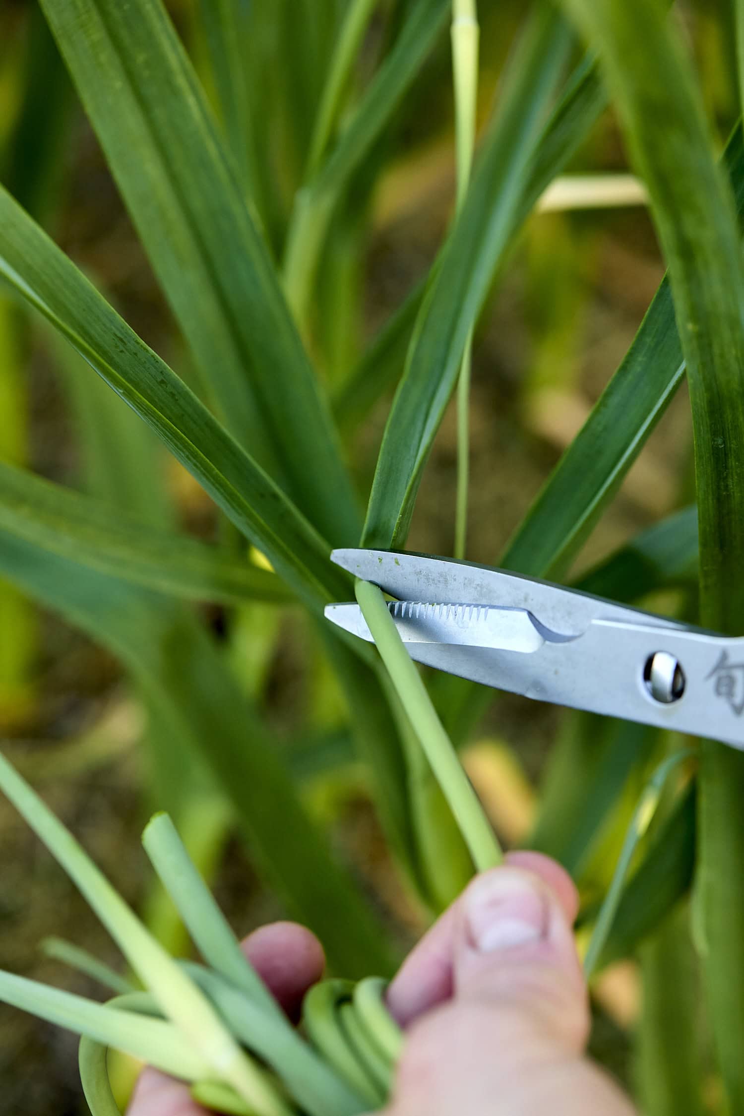 Cutting on garlic scape.